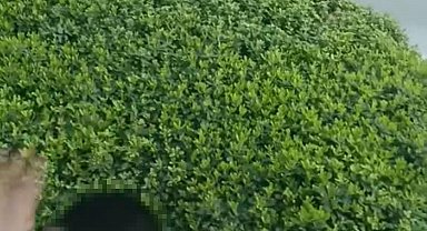 Trafikte şoförü ile tartıştığı kamyonu yumrukladı; o anlar kamerada