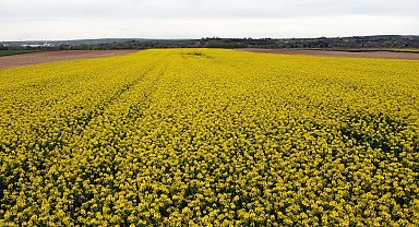 Trakya'nın 'sarı altın çiçeği' kanola, zirai dondan korundu