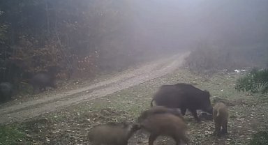 Türkiye'nin yaban hayatı zenginliği fotokapanlarda