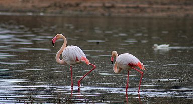 Tuz Gölü'ne göç eden flamingo popülasyonunda artış