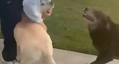 Uzayda 9 ay mahsur kalan ABD'li astronot, köpekleriyle buluştu