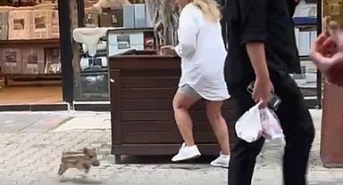 Yavru yaban domuzu iş yerine daldı; o anlar kamerada