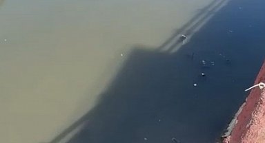 Yeşilırmak'ta balıkların ardından ördek ve kaz ölümleri görülmeye başlandı