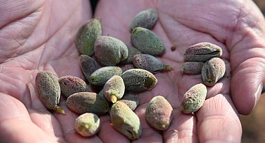 Zirai don Malatya'da kayısıyı vurdu; üreticiler destek bekliyor