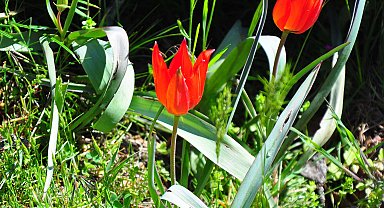10 gün canlı kalabilen Manisa laleleri açtı, koparmanın cezası 557 bin TL