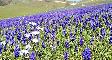 2 bin rakımlı yayla, dağ sümbülleriyle renklendi