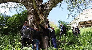'İmam Ağacı' olarak bilinen ceviz ağacı 350 yaşında