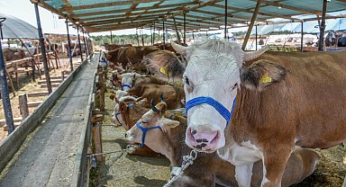'İnternetten kurbanlık alırken dolandırılmayın'
