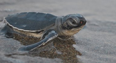 760 bin 424 yavru deniz kaplumbağası denizle buluştu