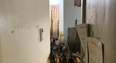 ABD'de tahliye edilen bir apartman dairesinde 48 köpek bulundu