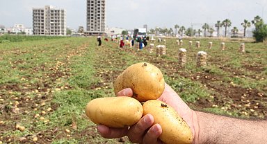 Adana'da zirai don nedeniyle patatesin rekoltesi düştü