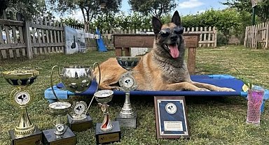 Afetlerde görev alıp, sayısız yaşamın kurtarılmasına yardımcı oldu… Kahraman köpek 'Bob' öldü