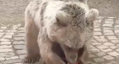 Akşam karpuz verdikleri bozayı sabah geri geldi