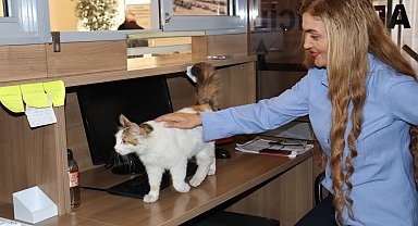 Amasya Adliyesi'nin sevimli kedisi 'Adalet'