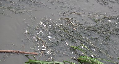 Amasya'da, Yeşilırmak'ta balık ölümleri meydana geldi