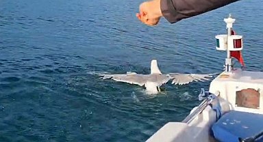 Amatör balıkçı oltasına dolanan martıyı kurtarıp, özgürlüğüne kavuşturdu