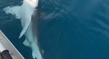 Amatör balıkçının oltasına kum köpek balığı takıldı