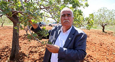 Antep fıstığında zirai don kaybı büyük