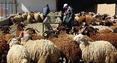 Araştırma merkezinde yetiştirilen koyunlar, kurbanlık olarak satışa çıkarıldı