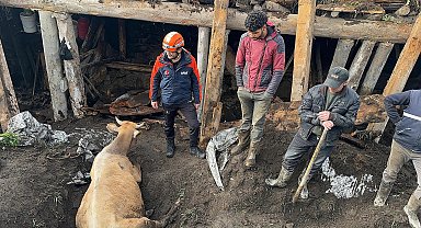 Ardahan'da ahır çöktü; 3 inek öldü