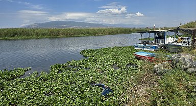 Asi Nehri'nde kirlilik ve su sümbülleri, toplu balık ölümlerine neden oldu
