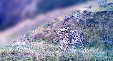 Bakan Yumaklı'dan 'Anadolu parsı' paylaşımı