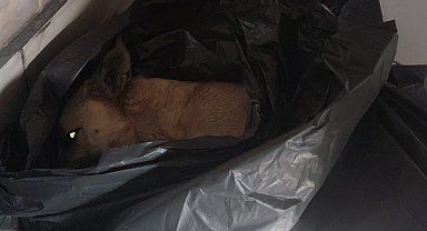 Barınakta hayvanların uyutulduğu iddialarına hayvanseverlerden tepki