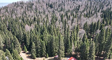 Bartın ve Karabük yaylalarında ilkbahar güzelliği