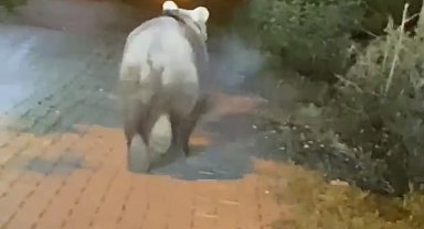 Bartın'da yola inen bozayı görüntülendi