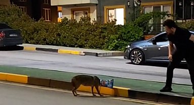 Başına poşet takılan çakalı vatandaş kurtardı