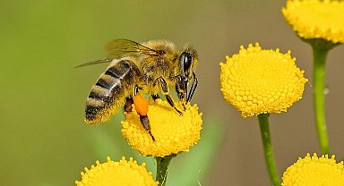 Bilim insanları uyardı: Savaş ve mikroplastikler arıları tehdit ediyor