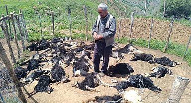 Bingöl'de ağıla giren kurtlar, 49 küçükbaşı öldürdü