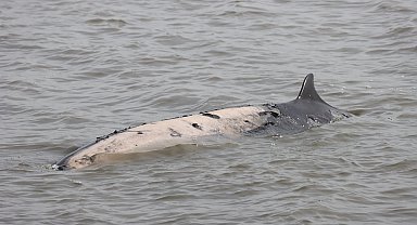Bir haftada 6 gri balina ölü bulundu