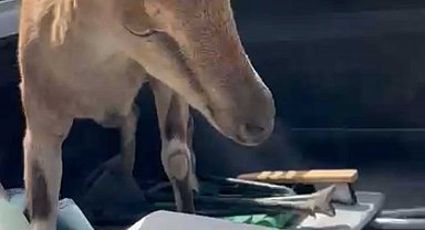 Bitkin halde buldukları dağ keçisini su ve yiyecek verip yeniden doğaya saldılar