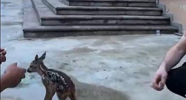 Bitkin yavru karaca, Emniyet Müdürlüğü'ne sığındı