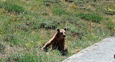 Bitlis Valiliği'nden Nemrut'a giden vatandaşlara 'bozayı' uyarısı
