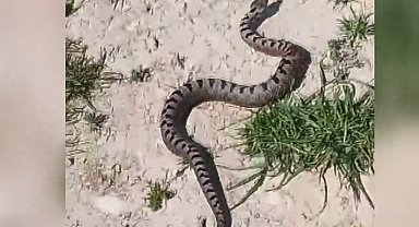 Bursa'da Kafkas burunlu engerek yılanı görüldü