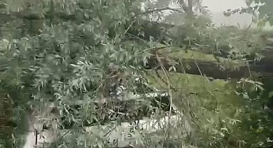 Bursa'da lodos yaşamı olumsuz etkiledi; pazar tezgahları devrildi