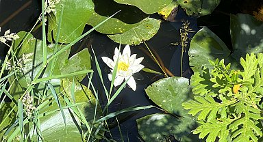 Çanakkale'de nilüfer güzelliği; koparmanın cezası 557 bin TL