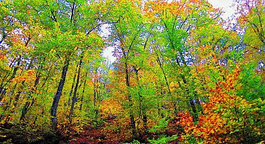 Çanakkale'de ormanlara girişler 1 Haziran'dan itibaren yasaklandı