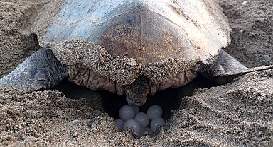 Caretta carettalardan ilk yuva