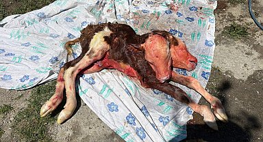 Çift başlı buzağı, ölü doğdu