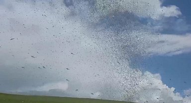 Çıldır Gölü çevresinde 'yeşil sinek' istilası