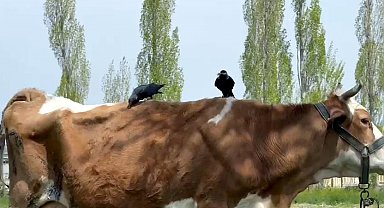 Cüce kargalar, inekten kopardıkları tüylerle yuva yaptı