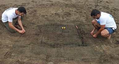 Dalyan'da sezonun ilk caretta caretta yuvası belirlendi