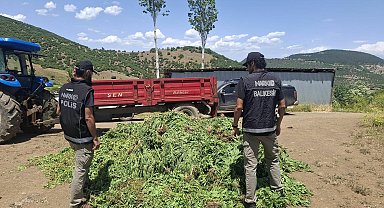 Damla sulama sistemiyle Hint keneviri yetiştiren 5 şüpheliye gözaltı