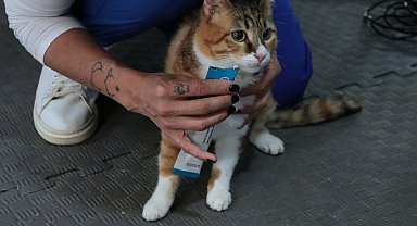 Depremzede kedi 'Defne'ye, 2 yıldır yuva aranıyor