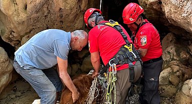 Dere yatağında mahsur kalan köpeği, AKUT ekibi kurtardı