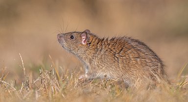 DHA'nın Diyarbakır'da görüntülediği 'göçmen sıçan'lar için bilim insanları kente geldi