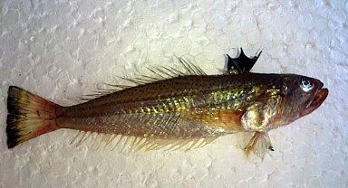 Dikenleri zehirli balığa karşı uyarı; kollarda çürüme, dokularda ölüm meydana getiriyor